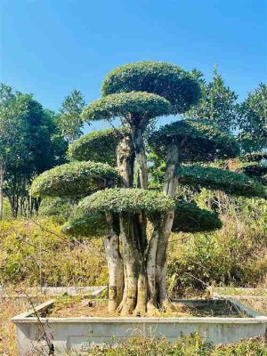 ��������(ji��)��Ϟ