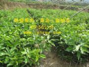 �����S��������(�D)