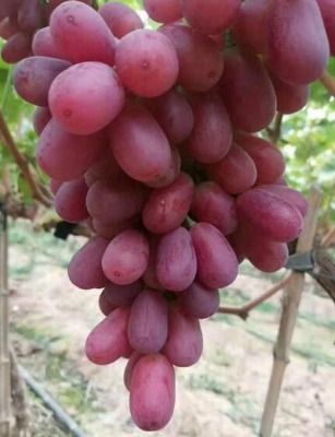 �˂�������