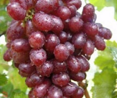 ����h�������l