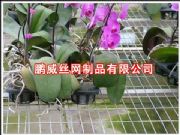 �����紲�W�������紲�WƬ������\�紲�W���紲��\�W�S(�D)