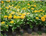 Ҫ�I���ղݮ��x�߲ʻ�����ľ_���۰��ղ�