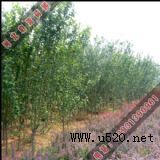 ����������(�D)