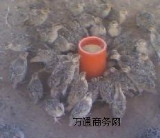 �ӱ�ɽ�u�Bֳ��ɽ�u���l