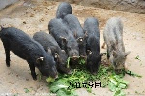 ����Ұ�i�Bֳ�����������ۼ��NҰ�i��