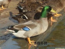 �����L��Ұ���Bֳ����Ұ�����w�Լ�Ұ���חl���l