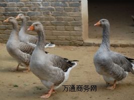 ��ɽ�����Bֳ����ѩ��חl���l