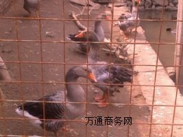 ɽ�|�����Bֳ����ɽ�|���ϴ�ѩ��חl���l