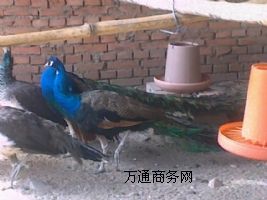 ��ȸ�Bֳ�����I��ȸ�Bֳ����