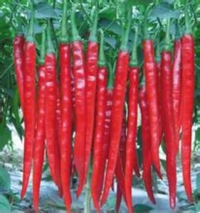 ����l3 �����t����