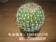 ���������� ������������� �߷���������