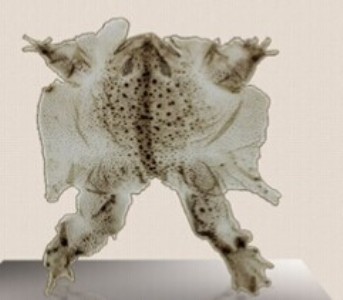 �����N�ۃ��|Ұ�����