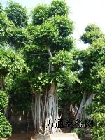 ����С�~��/�Ř䘶�^/С�~�Ř��^