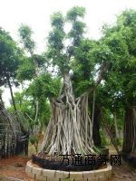 2014��������С�~�Ř��^�r��/�Ř䘶�^�辰����/�����Ř�