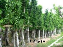 �Ř����/С�~�Ź��֘�/С�~���е���