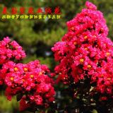 ����Ѫ�q����ޱ