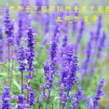 �_���ļ�޹�²�