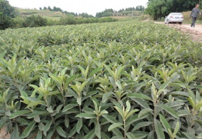 �ؑc���˘���Ʒ�N���ؑc���˘����N�����ؑc���˘���r��