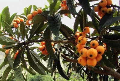 �V�����˘�����ۣ��V�����˘��繩���� �V�����˘���a��