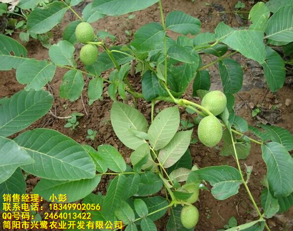 �ؑc���Ҙ�����ۣ��ؑc���Ҙ������l���ؑc���Ҙ���r��