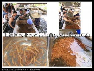 ����(y��ng)����~�硢���_˹����~�硢����~ˮ��