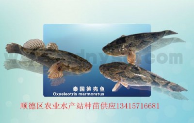 ̩���S�����S���~��