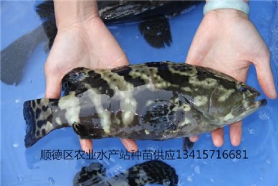 �ϻ����~��