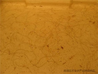 혵¹����ձ����~��