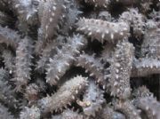 �пƽ����(b��o)�r(ji��)��Һ����������ˣ�������ʽҺ���ك��C(j��)��Һ���ك��C(j��)���S��+�r(ji��)��