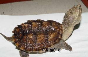 ���{�����Xһֻ