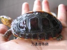 �����N�S�����Ј��r�����X