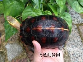 �����S���������Xһֻ�Ј��r