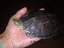 �F(xi��n)��һֻ�����������X �Ј��r�����X