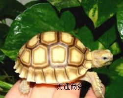 �K���_�Ј��r�����Xһֻ