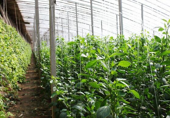 �B�����Ҵ��ｨ�O��r