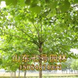 ������ϞС��(�D)