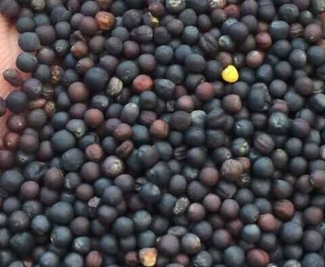 �S�rֱ�N�����m�M���Ͳ���