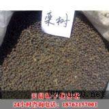 ����쳿�N�����lվ�������|���N��(�D)