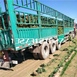 ʯ���f��ƺ