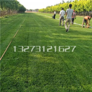 �ӱ�����é��ƺ