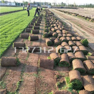 �ӱ���ƺ�Nֲ����