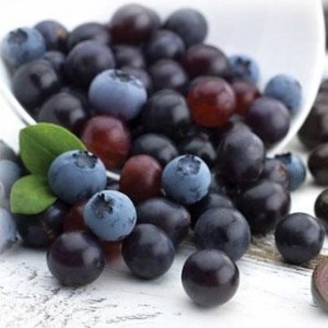 ����ݮ��ȡ��10:1 ��������