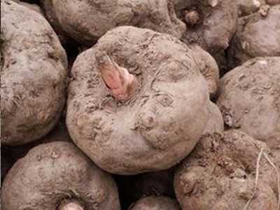 ���ħ����ͷ۴��ӹ��ļҺ�