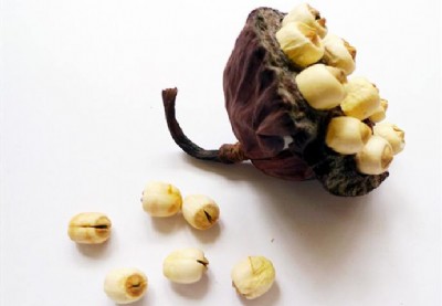 ���ɏ����ͷ۴��ӹ��ļҺ�