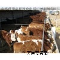 ɽ��̫ԭ�B(y��ng)ţ����ɽ�������B(y��ng)ţ����ţ����(y��ng)��