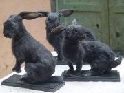 ���]���������u�õļ���˱��ṩ�� ����������˱�