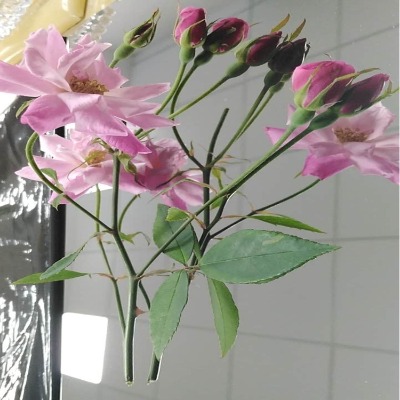 �R�治�P䓾펧 �p�R�治�P䓾펧