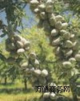 �_�Ĺ��N��,�_�Ĺ�,���ҷN��,�����,���������