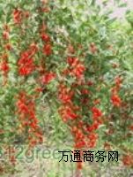 ���x�����轷N��