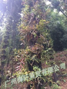 �㽭�������l�FƤʯ���r�l